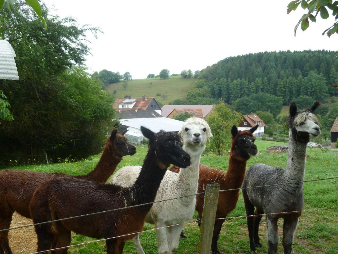 Ferienwohnungen Hof Heiderich Oberzent Extérieur photo