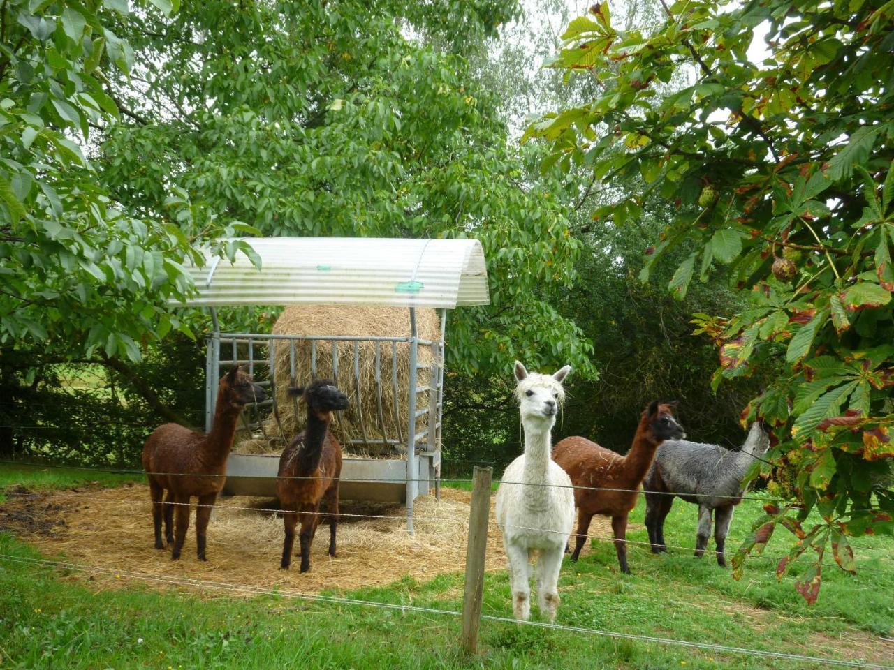 Ferienwohnungen Hof Heiderich Oberzent Extérieur photo